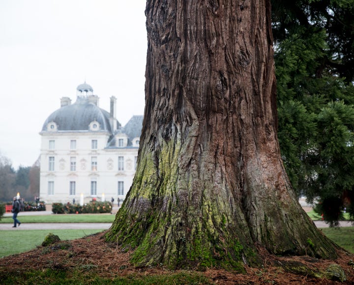 anarbres, Francois Golfier photographe interprète